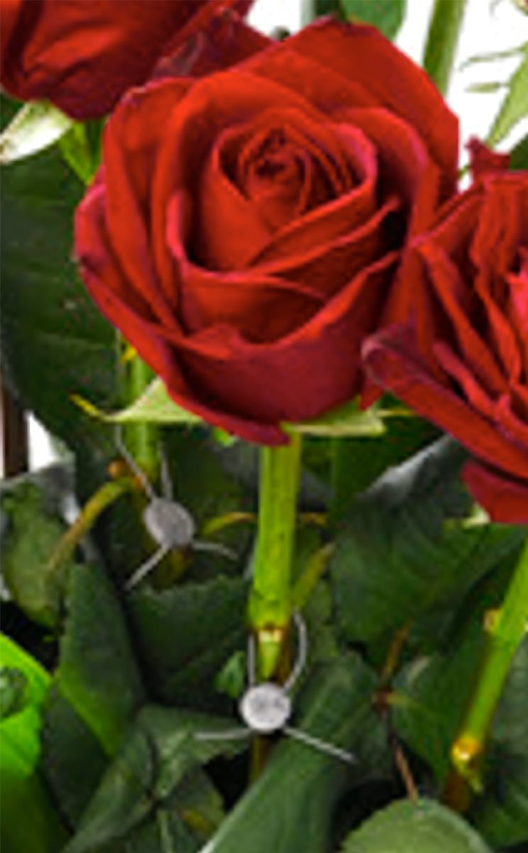 John Pouw Rose True seal