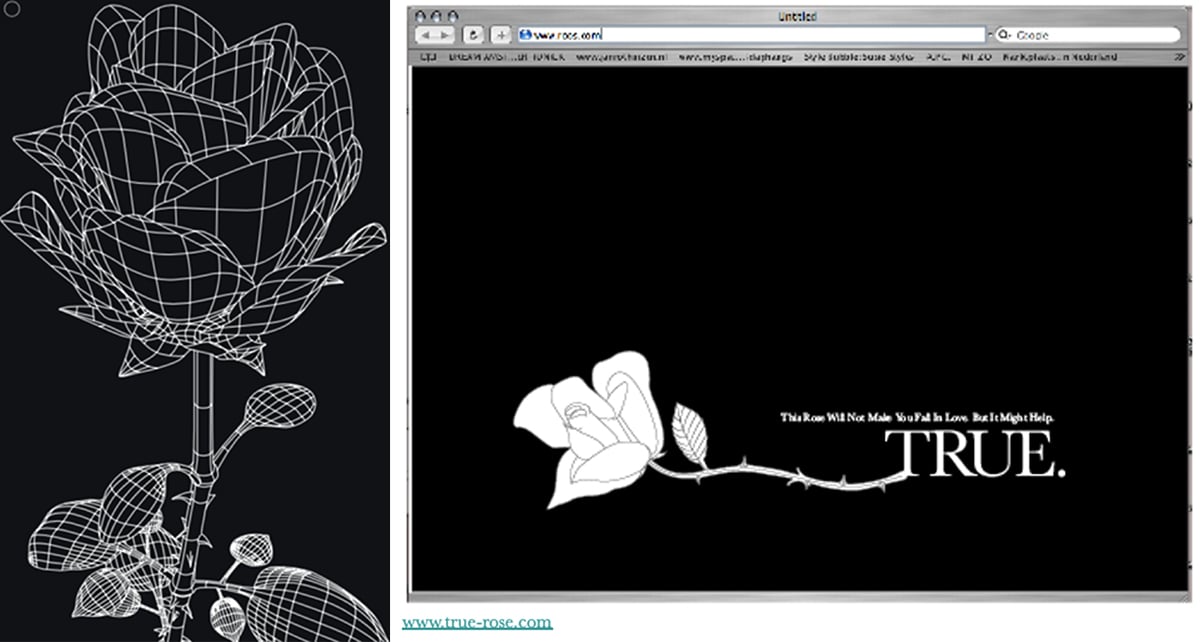John Pouw Rose True website rose opening