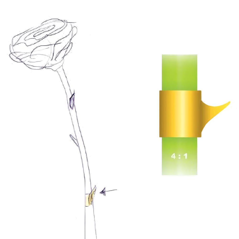 John Pouw Rose True golden thorn
