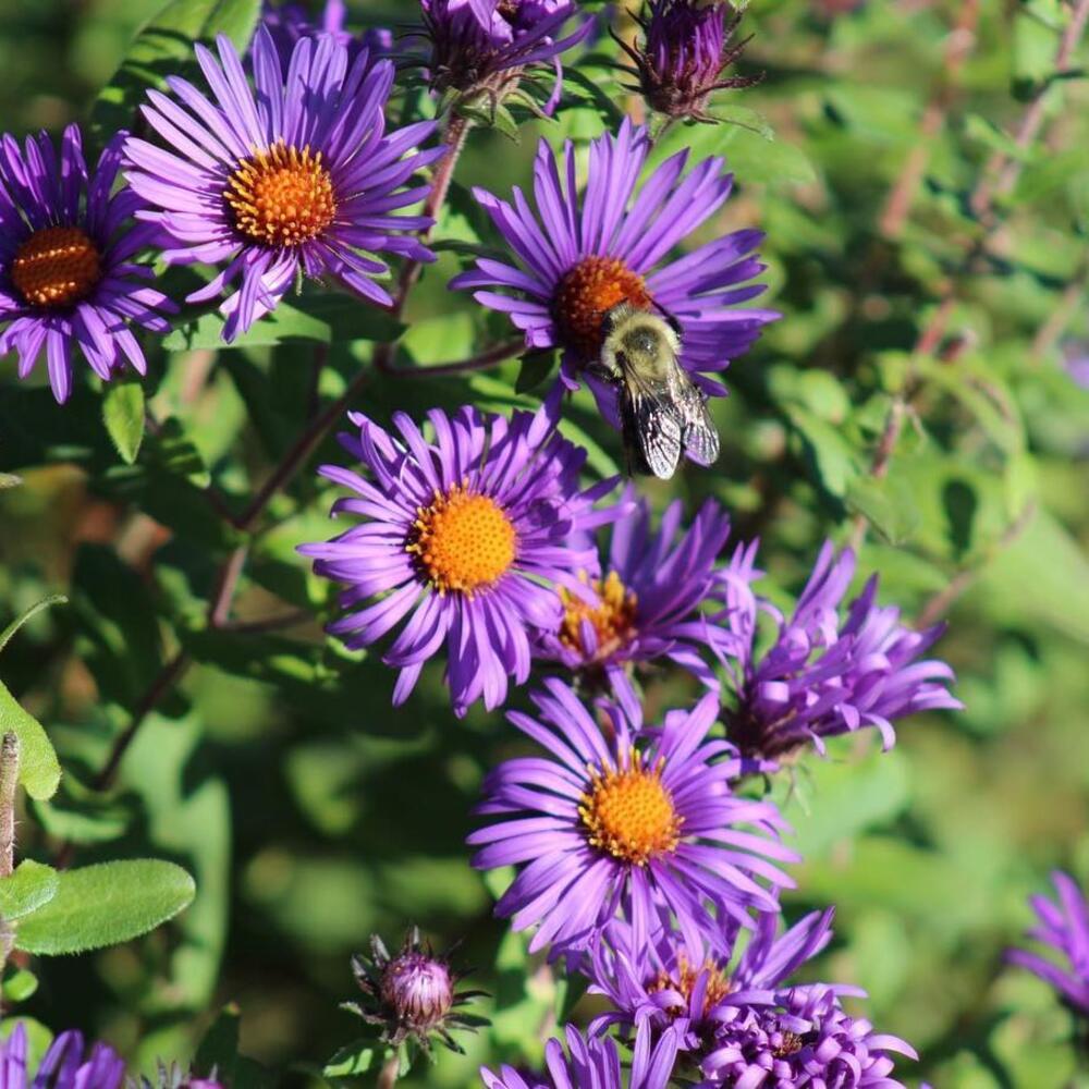 New England Aster Flower