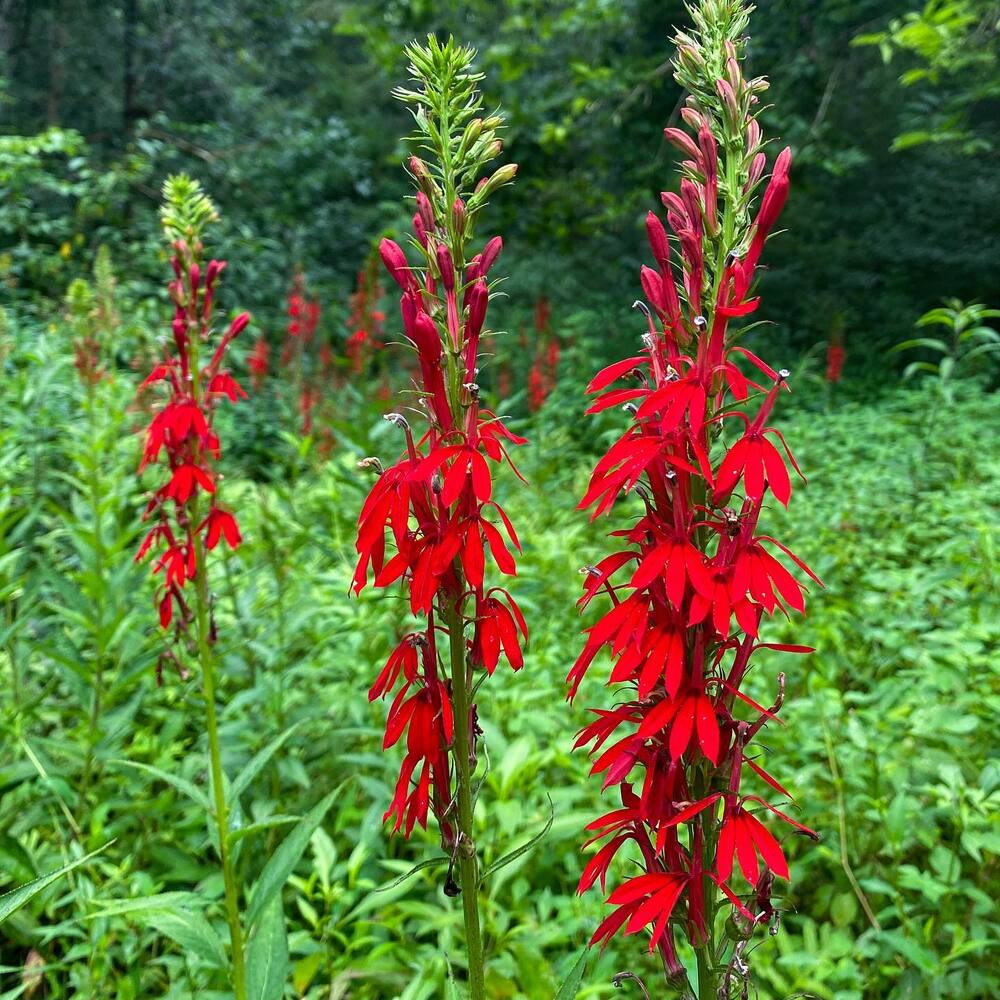 Cardinal Flower