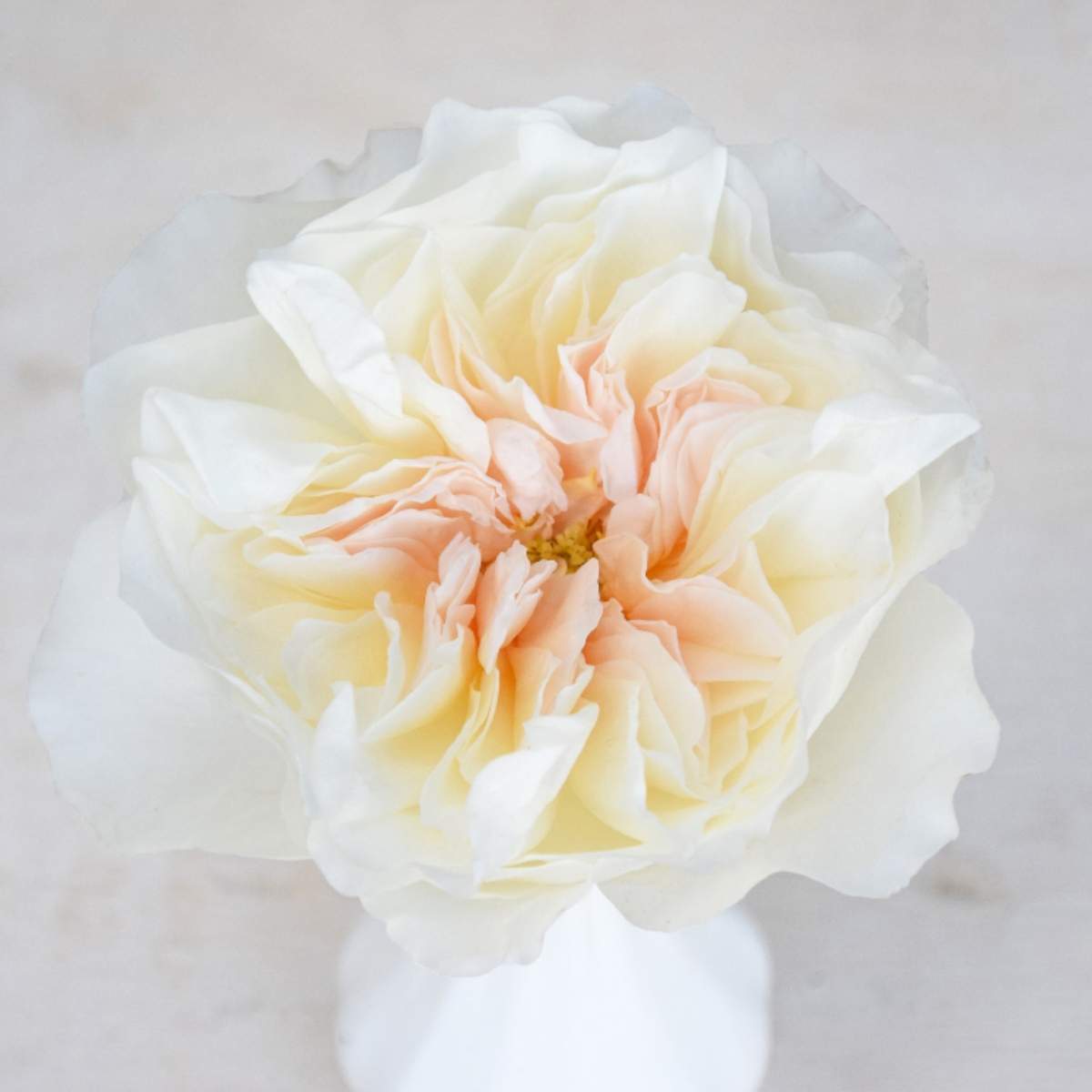Eugenie - Cut Flowers - Roses on Thursd Featured