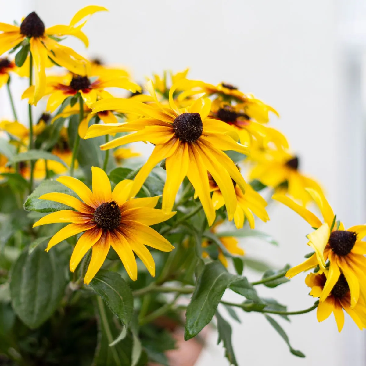 Flowers Grow Naturally Feature Image