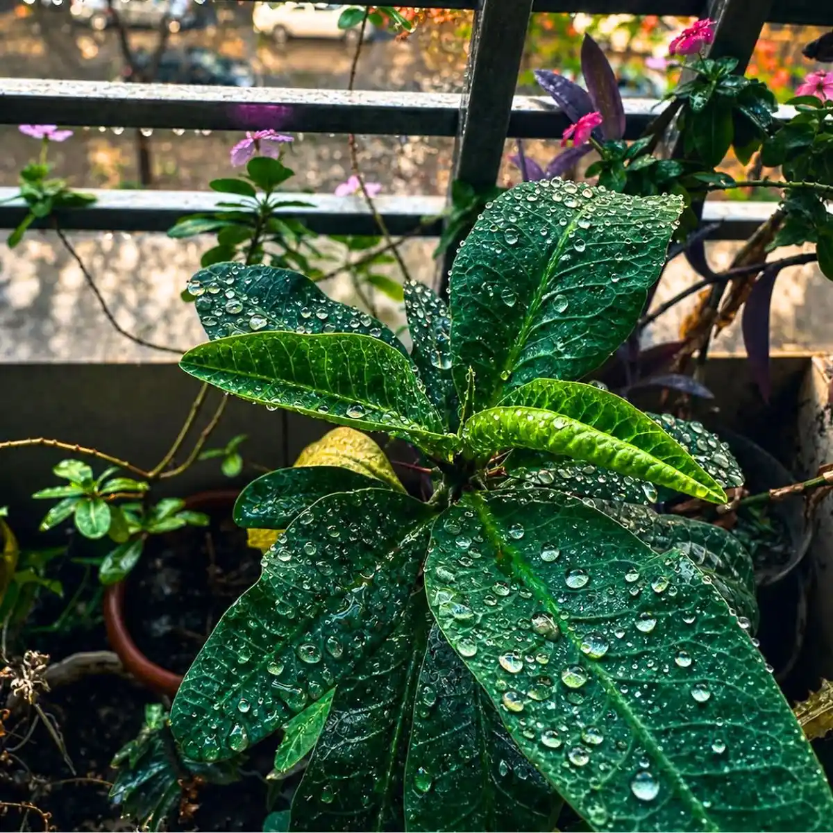 Green leaves
