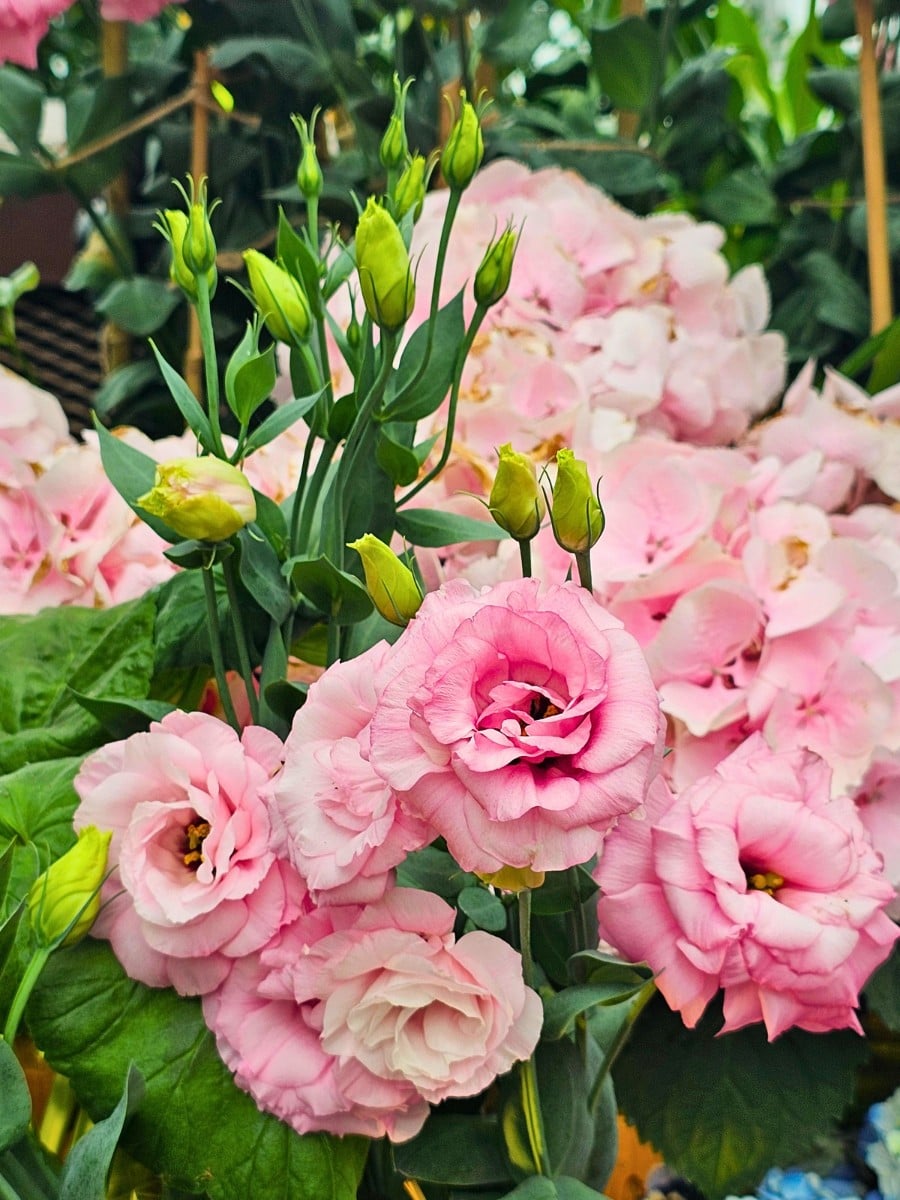 How Lisianthus Breeding Works