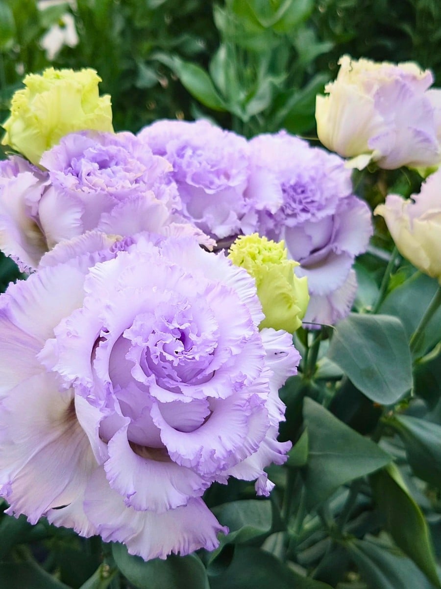 How Lisianthus Breeding Works