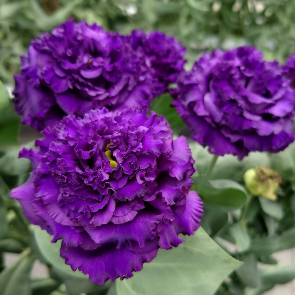 Breeding Lisianthus (sometimes called prairie gentian) is famously a game of patience and extreme care.