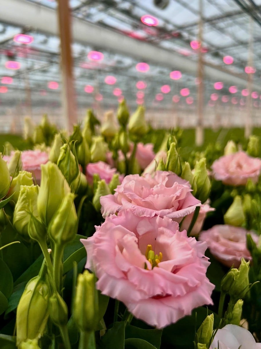 How Does the Breeding of Lisianthus Work?