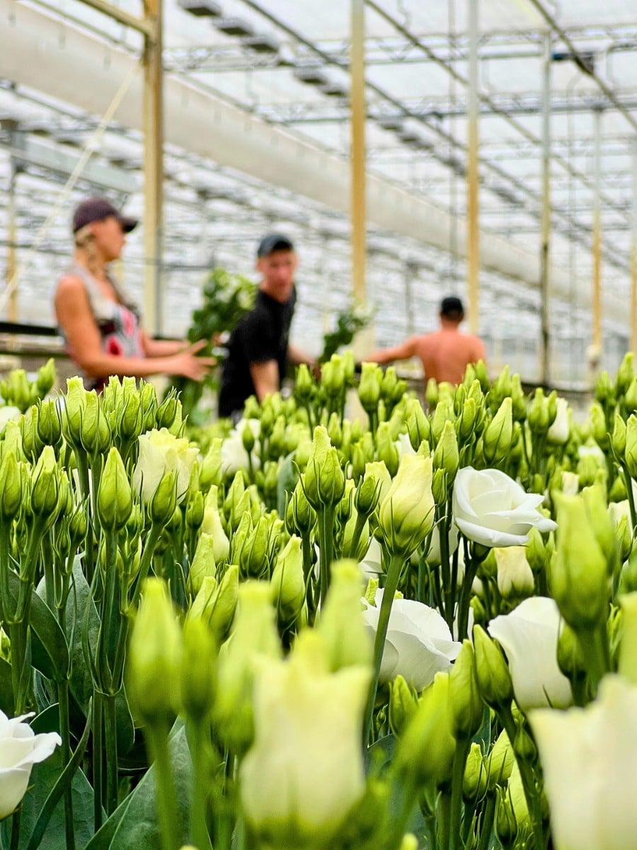 How Does the Breeding of Lisianthus Work?
