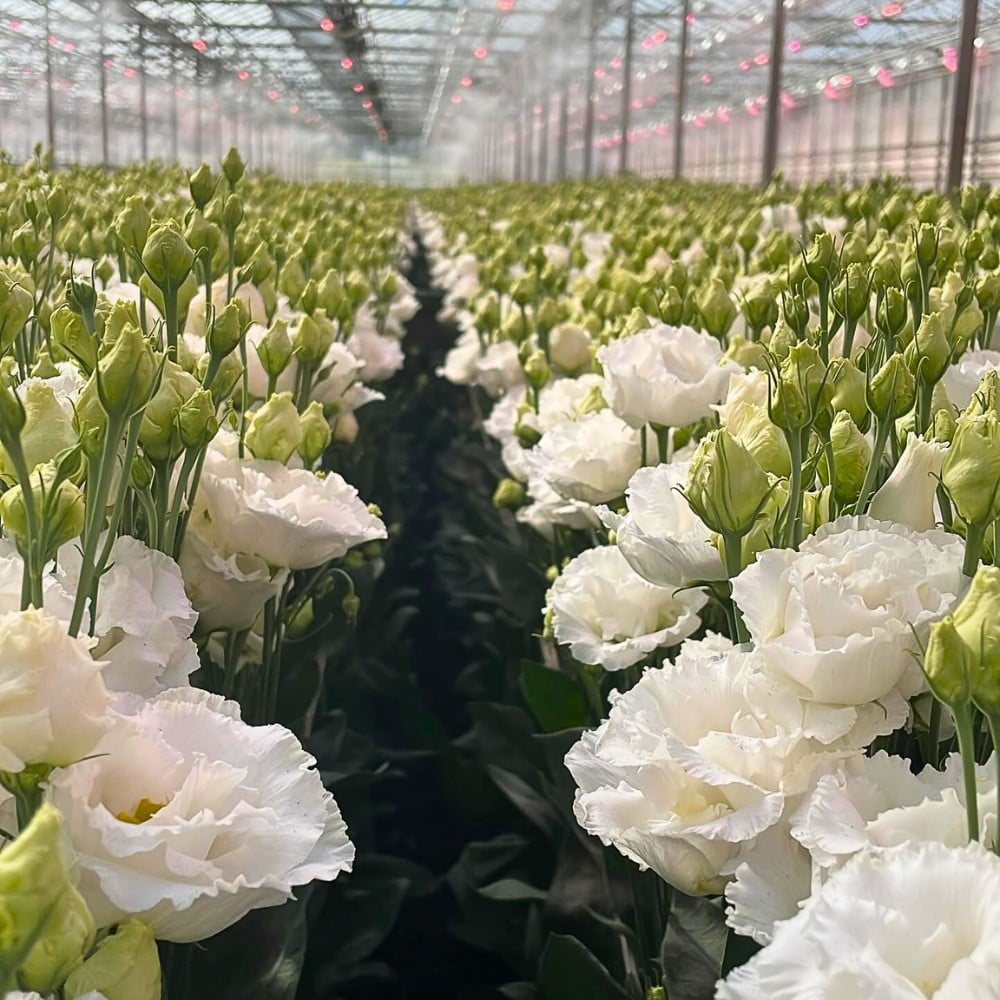 How Lisianthus Breeding Works
