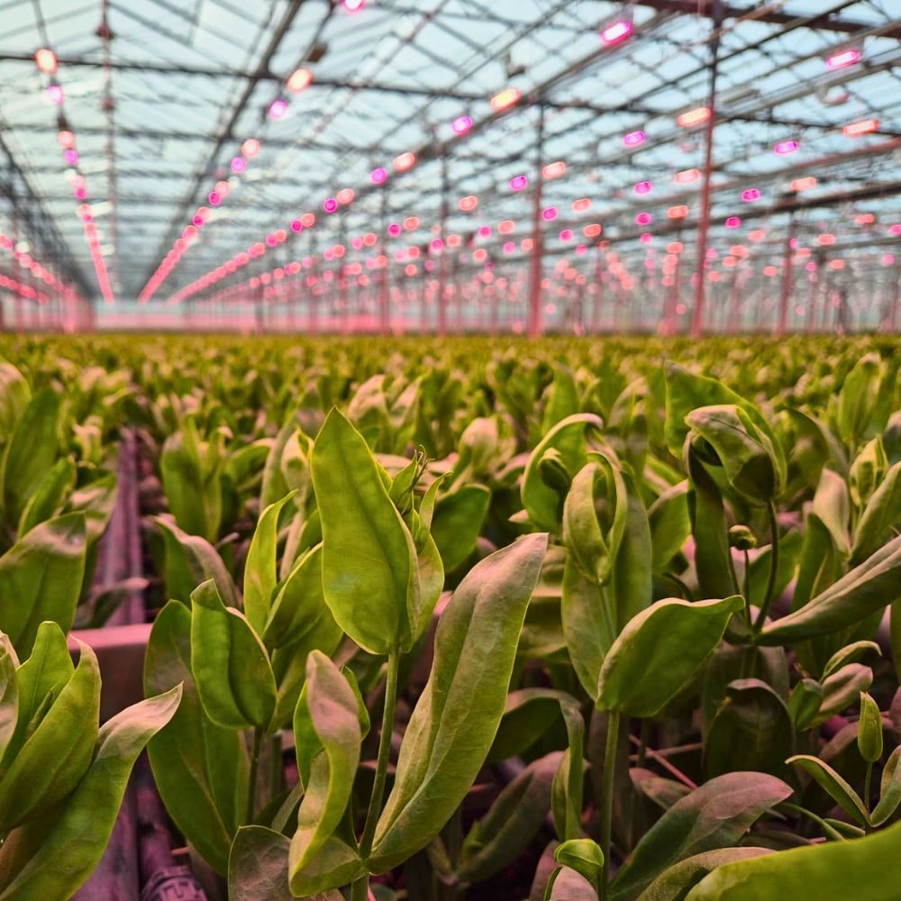 How Does the Breeding of Lisianthus Work?