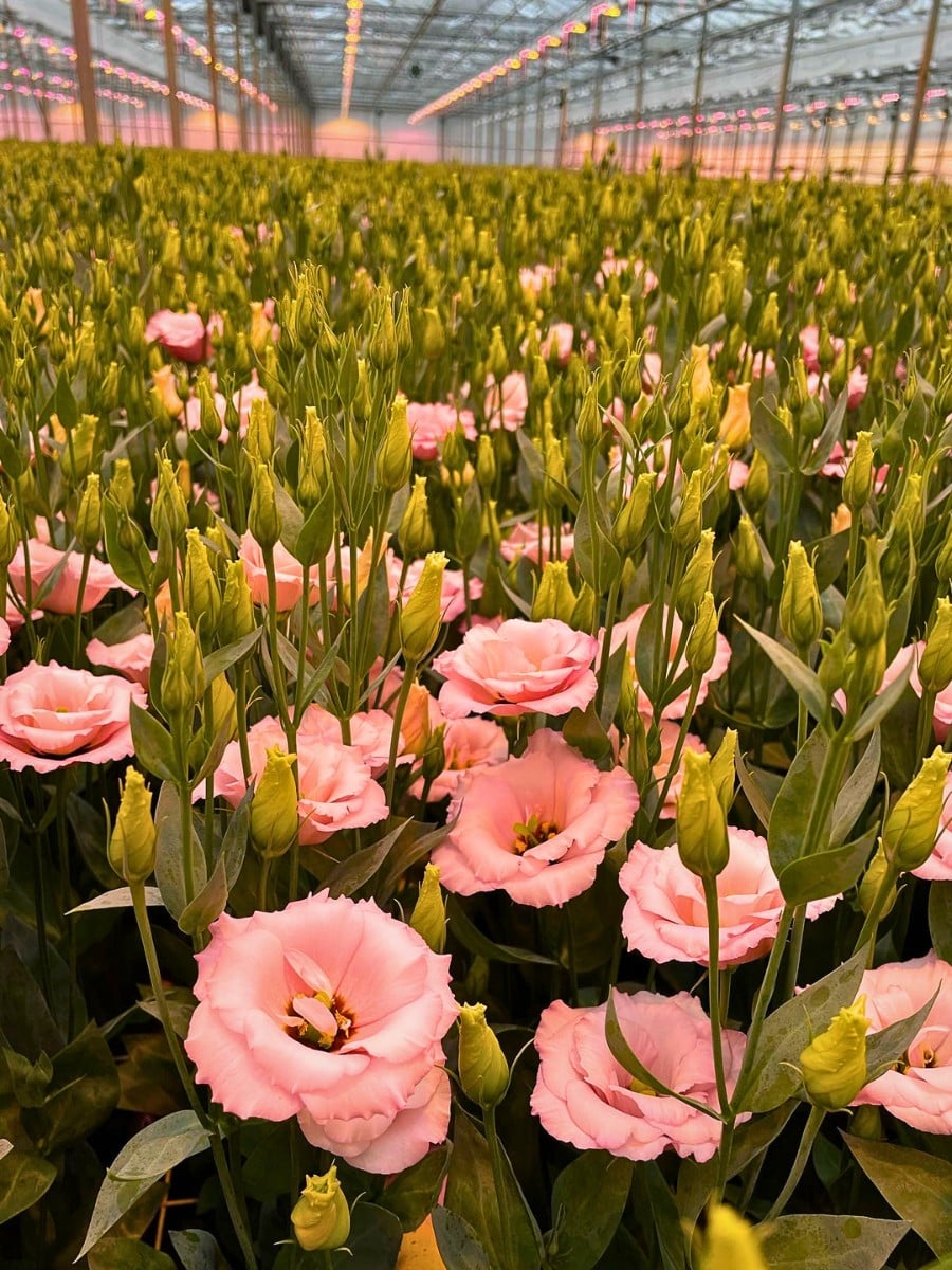 How Does the Breeding of Lisianthus Work?