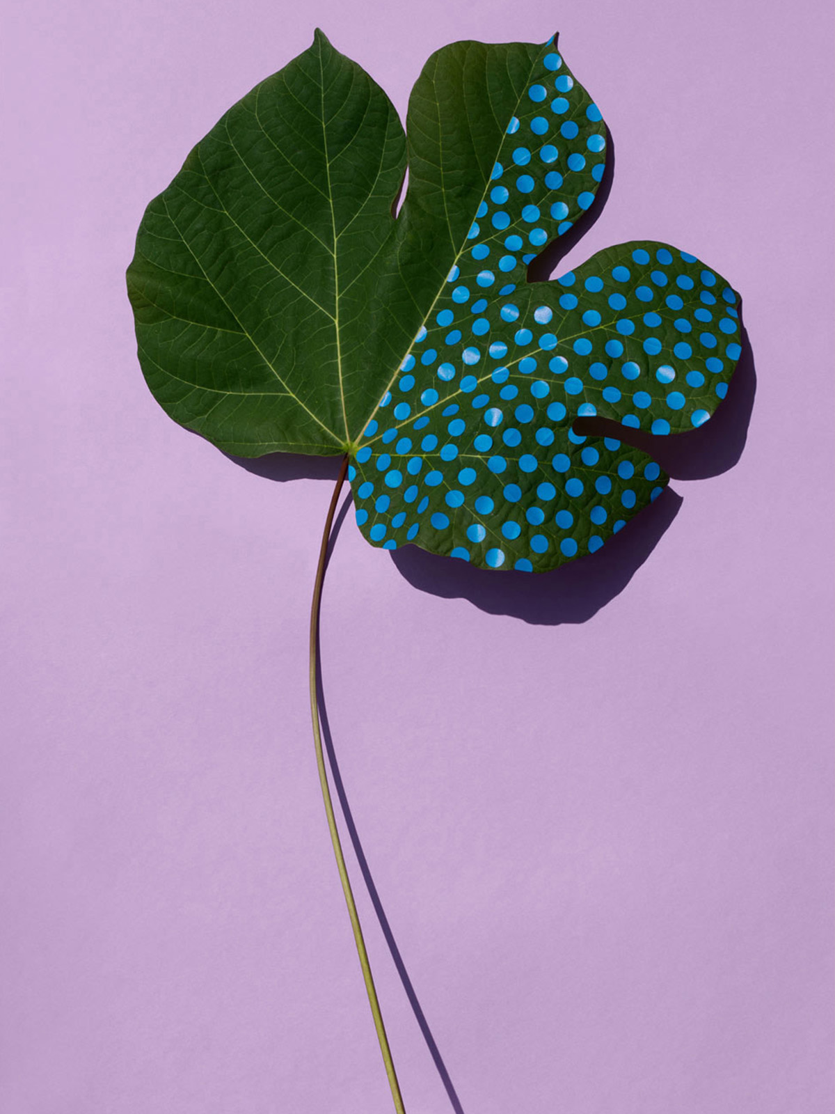 Wonderplants by Sarah Illenberger 03