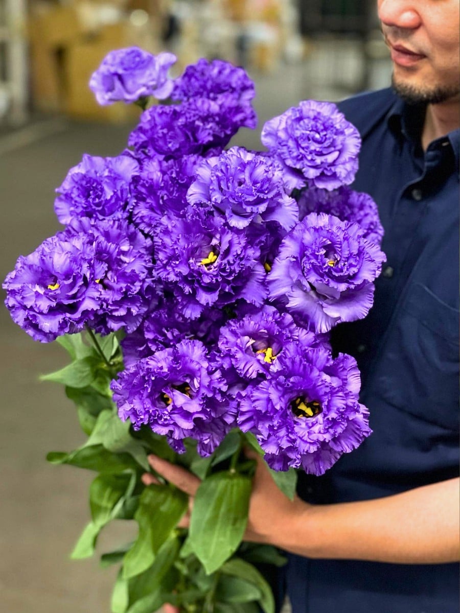 How Does the Breeding of Lisianthus Work?