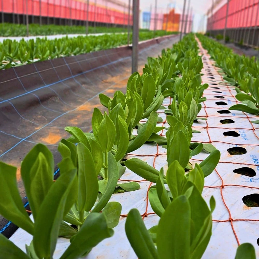 How Does the Breeding of Lisianthus Work?