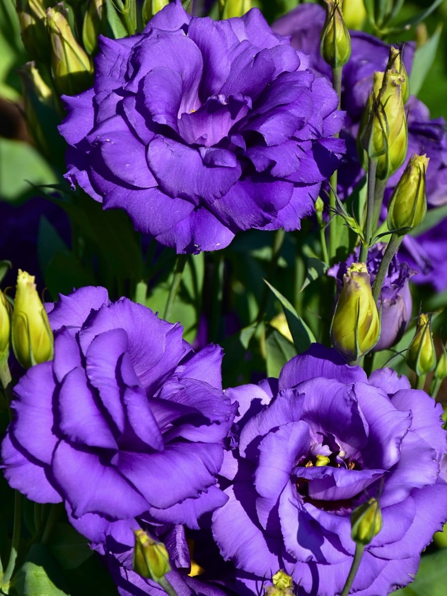 How Does the Breeding of Lisianthus Work?