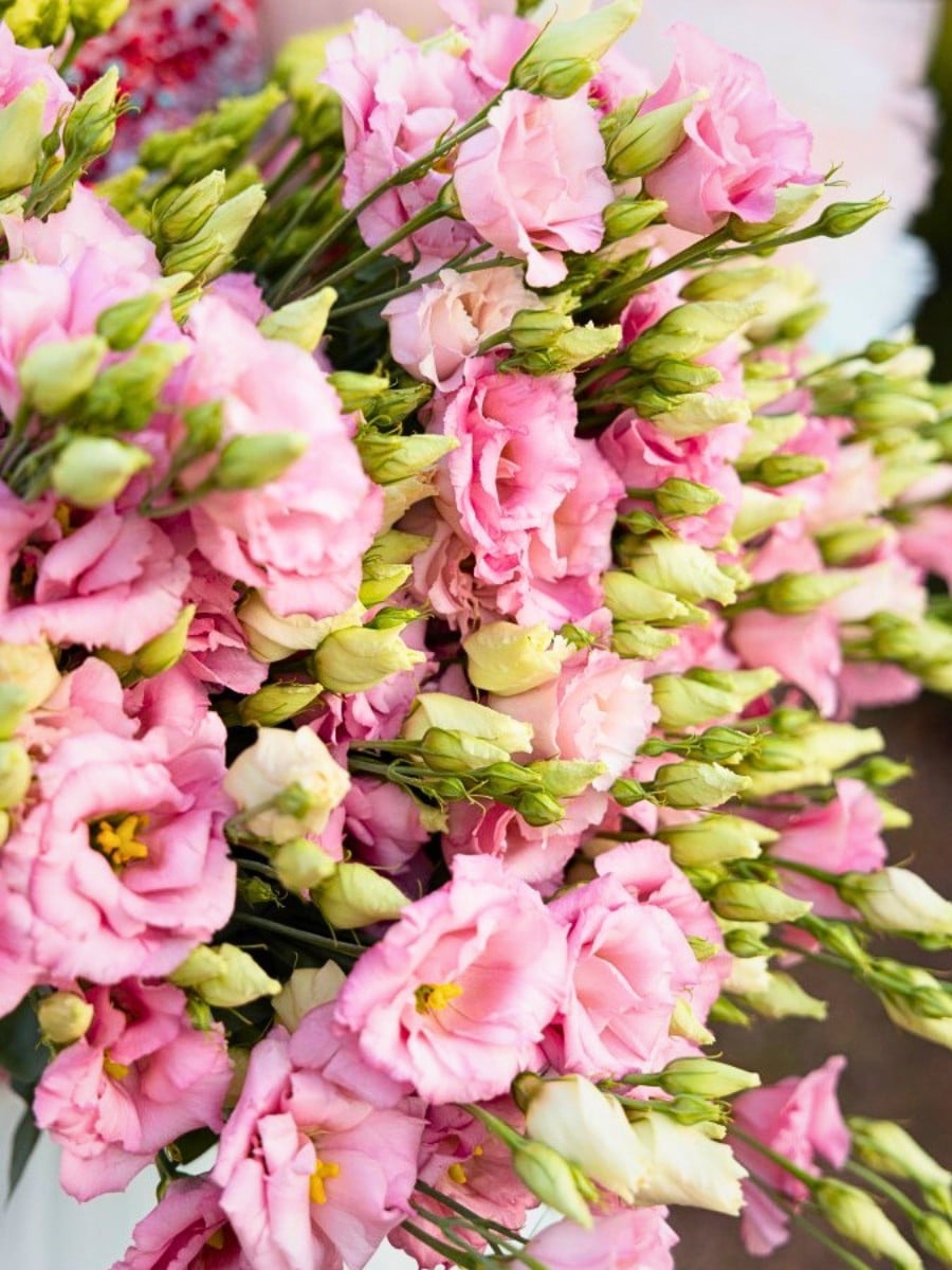 How Does the Breeding of Lisianthus Work?