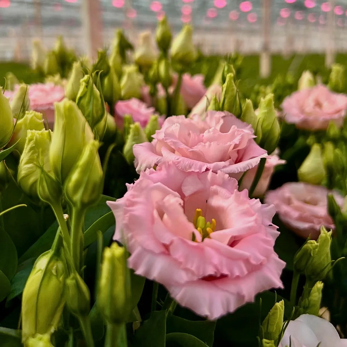 How Does the Breeding of Lisianthus Work?