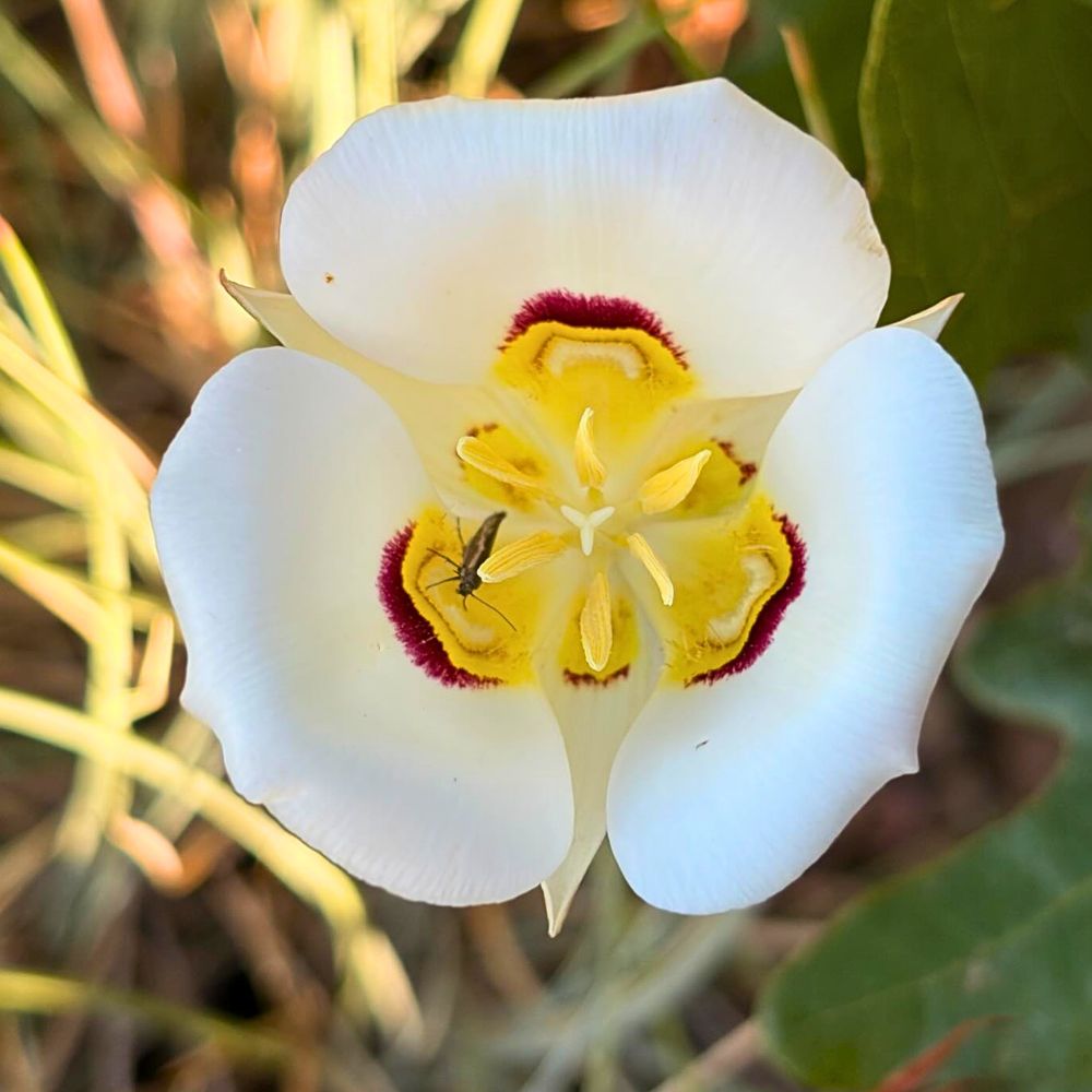 Beautiful open Sego lily flower