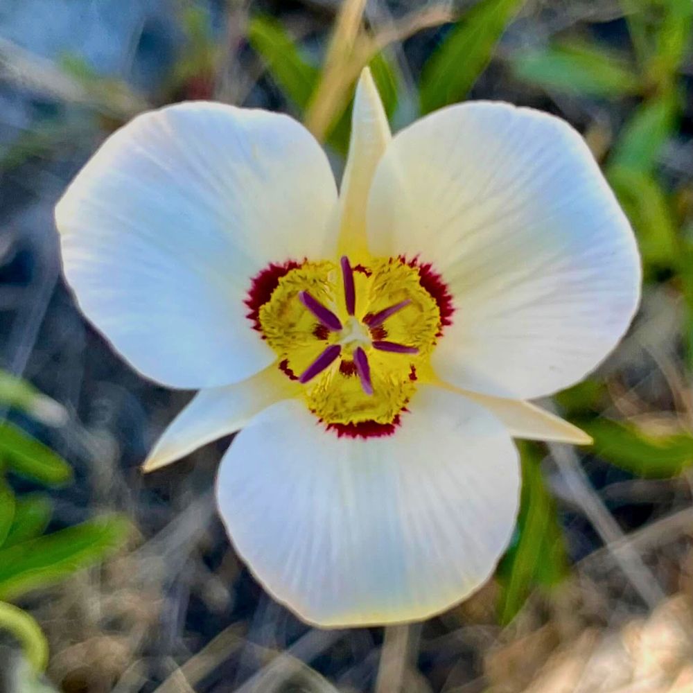 Utah state flower - The sego lily flower