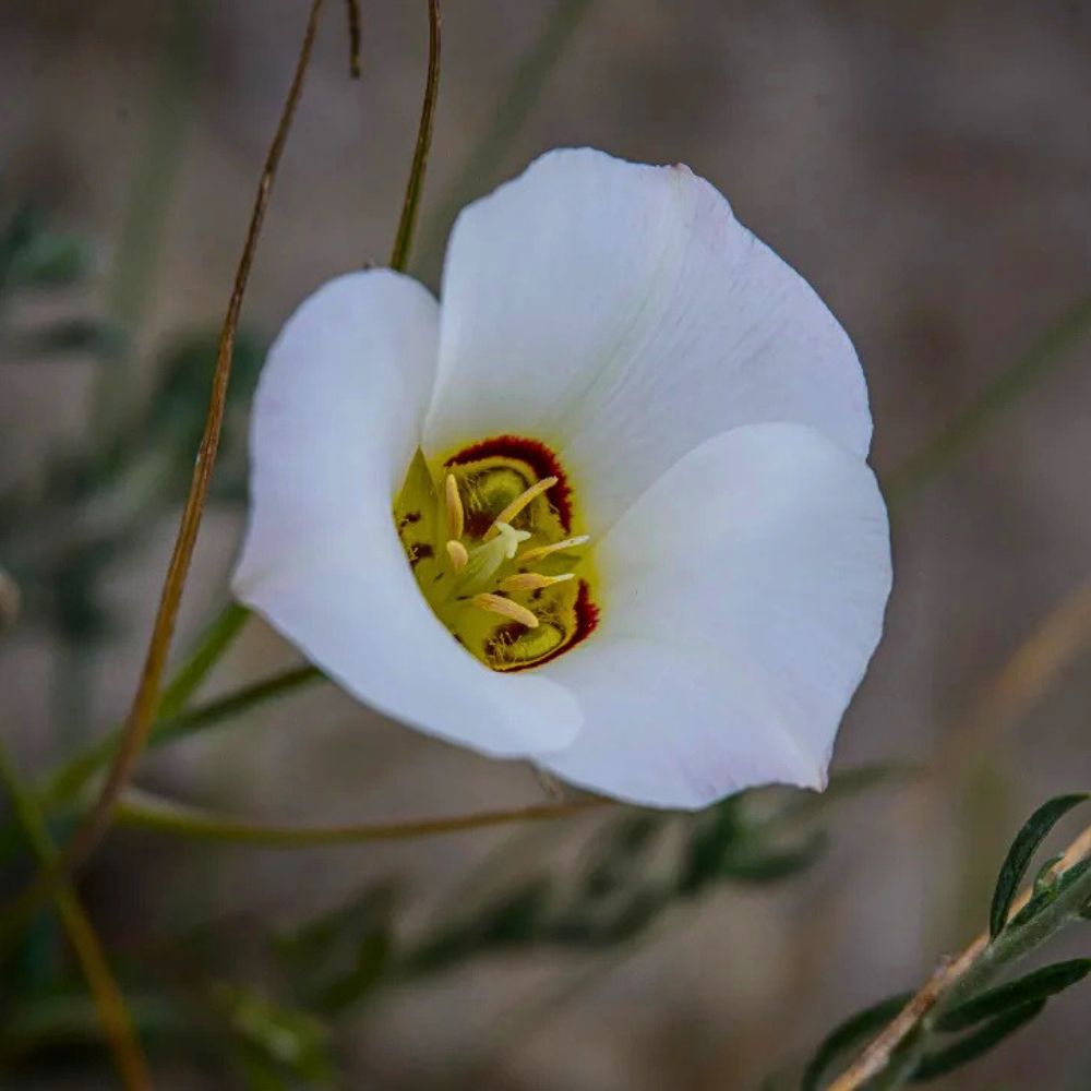 The utah state flower the sego lily