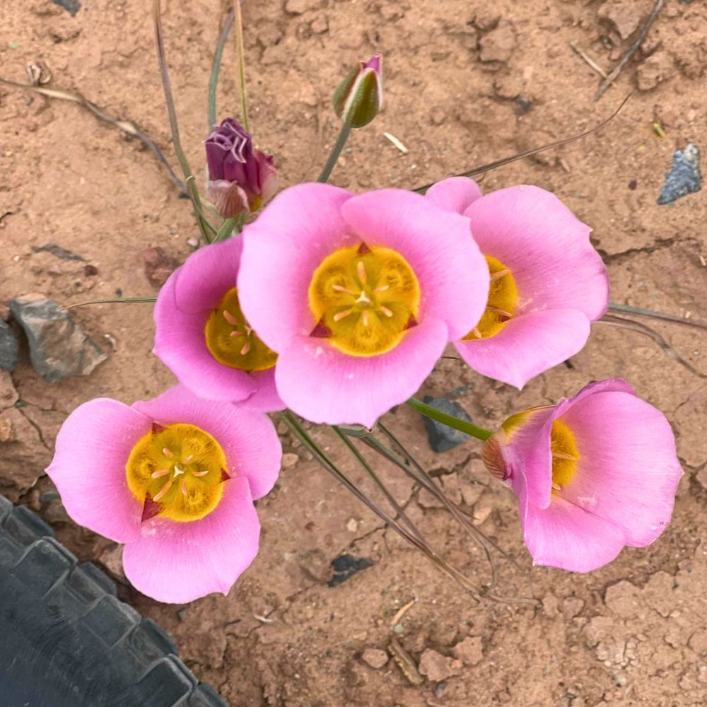 A pink sego lily