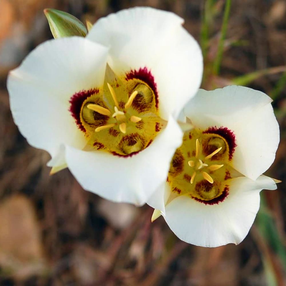 Utah state flower