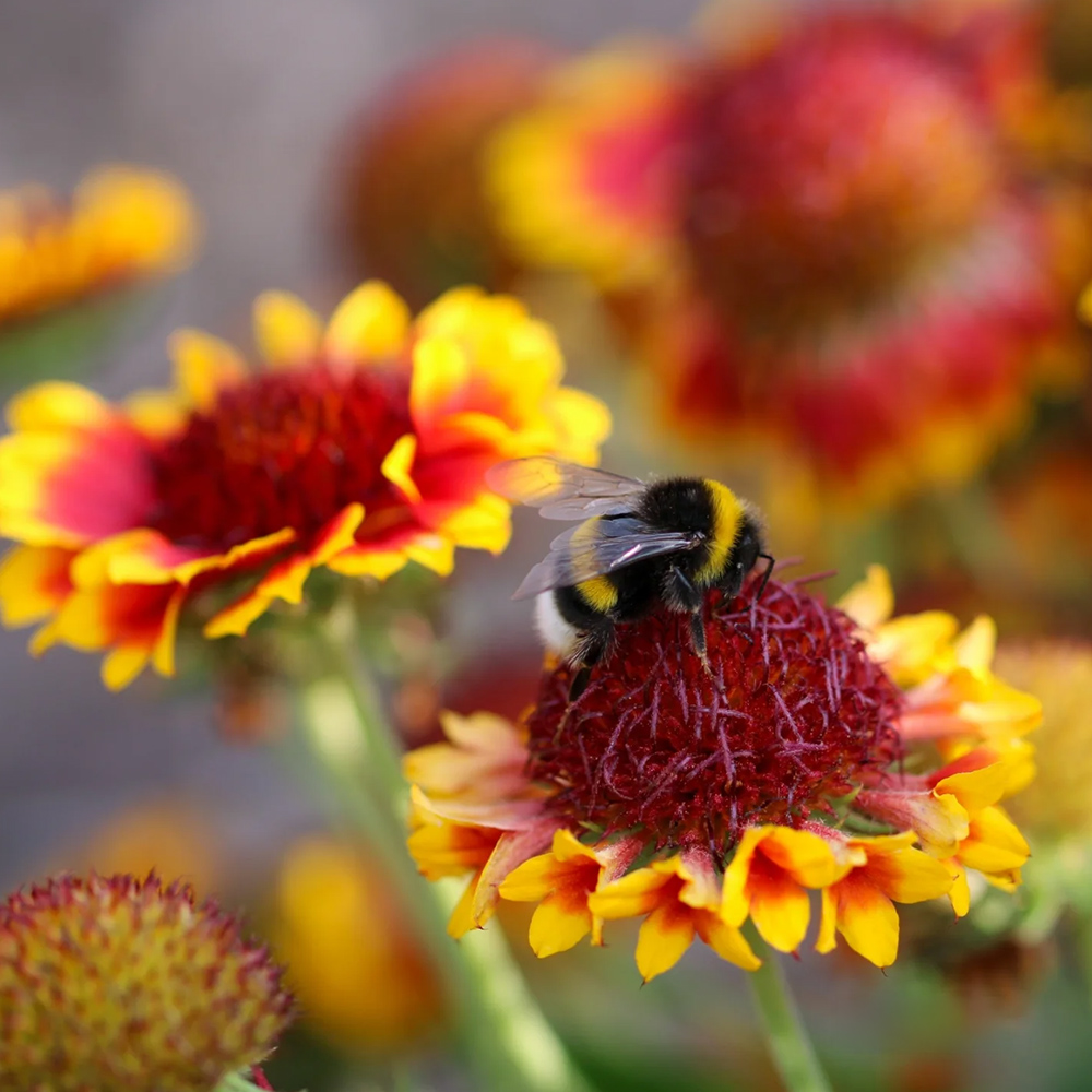 Gaillardia by petra r photography