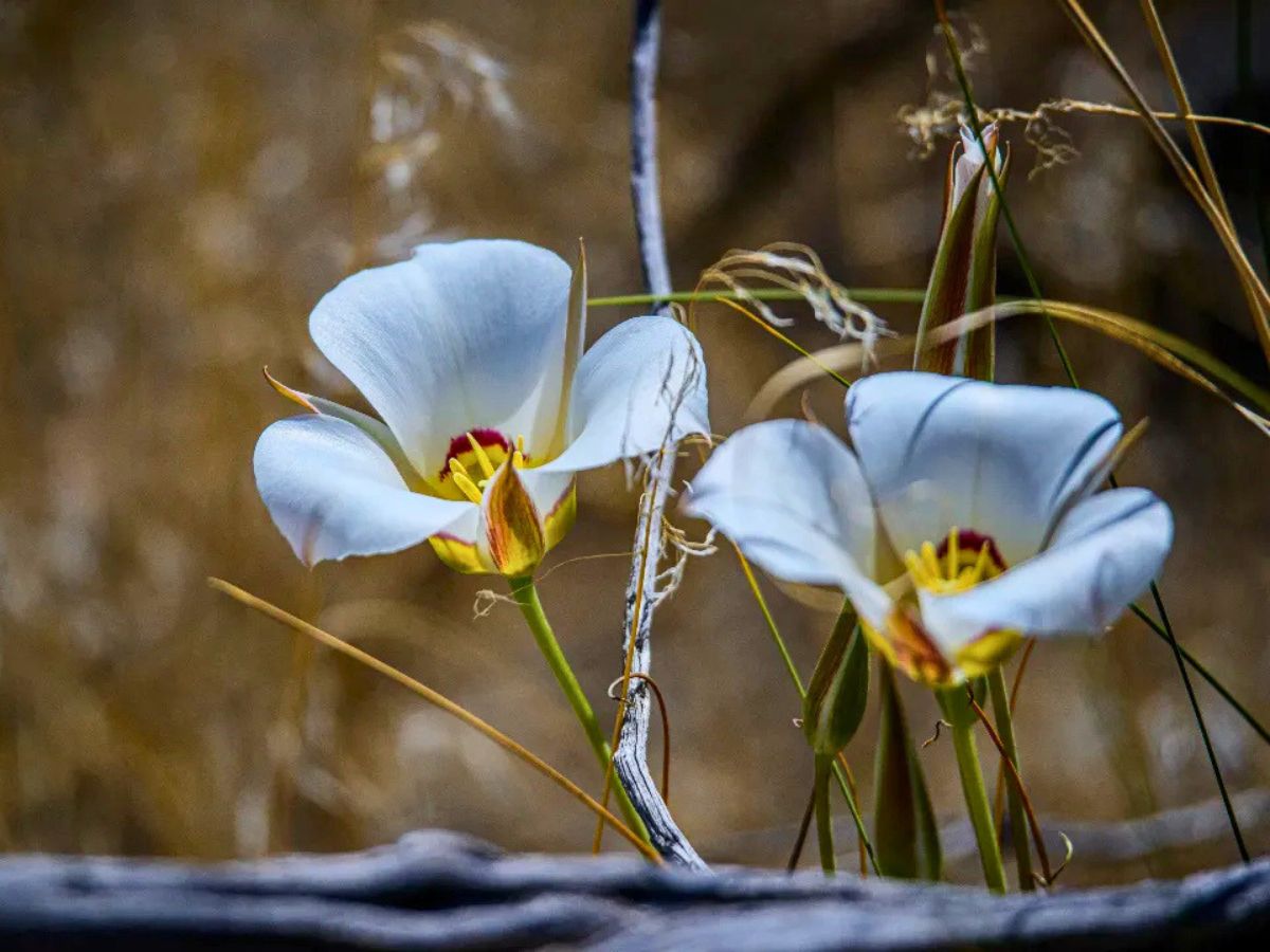 Sego lily with its resilience and beauty