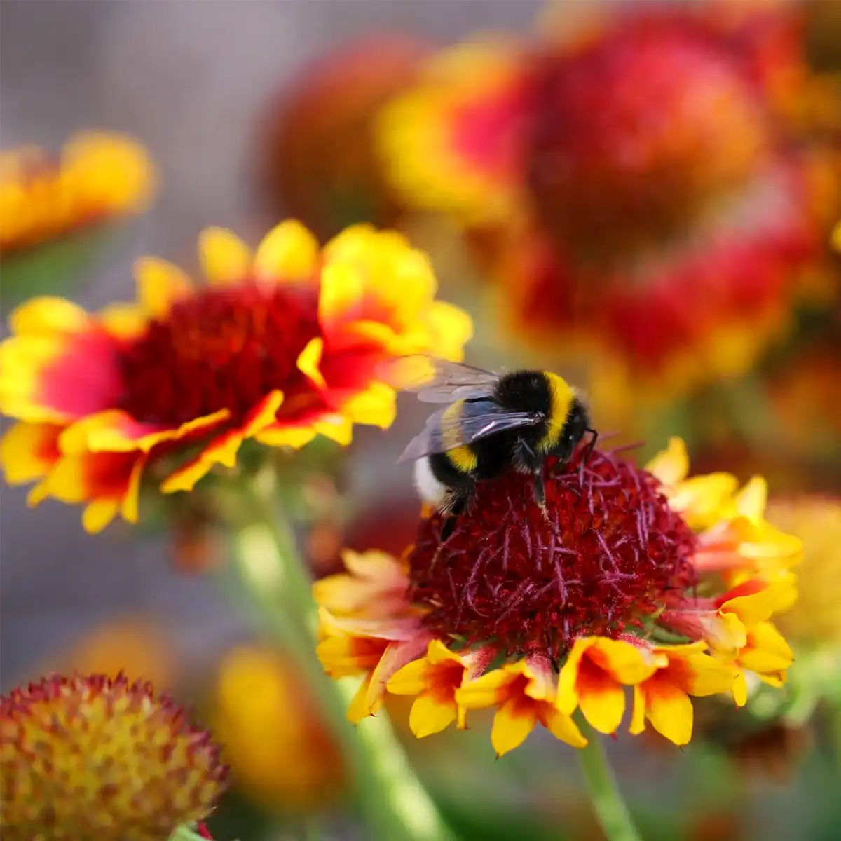 Flowers Grow Naturally Feature Image
