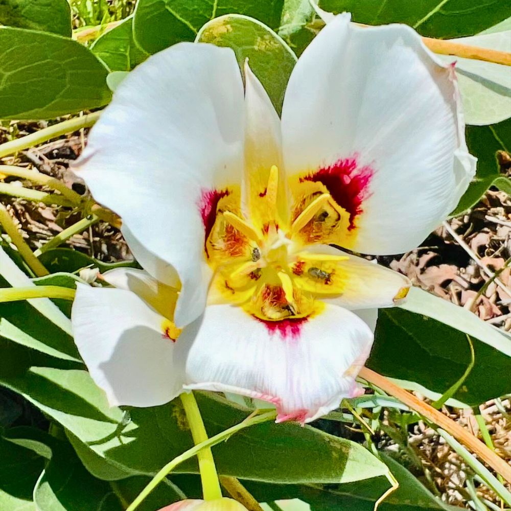 Calochortus nuttallii also know as the sego lily