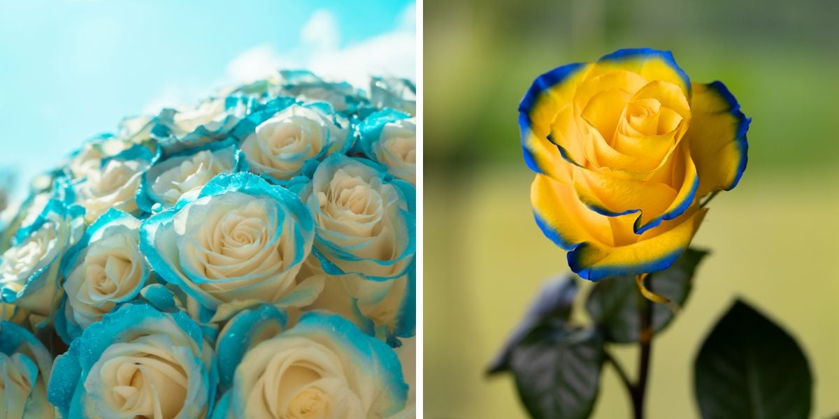 Tinted light blue and multicolor rose