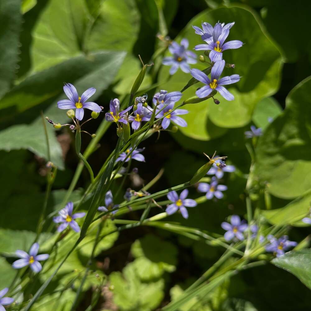 Eastern Blue-eyed Grass