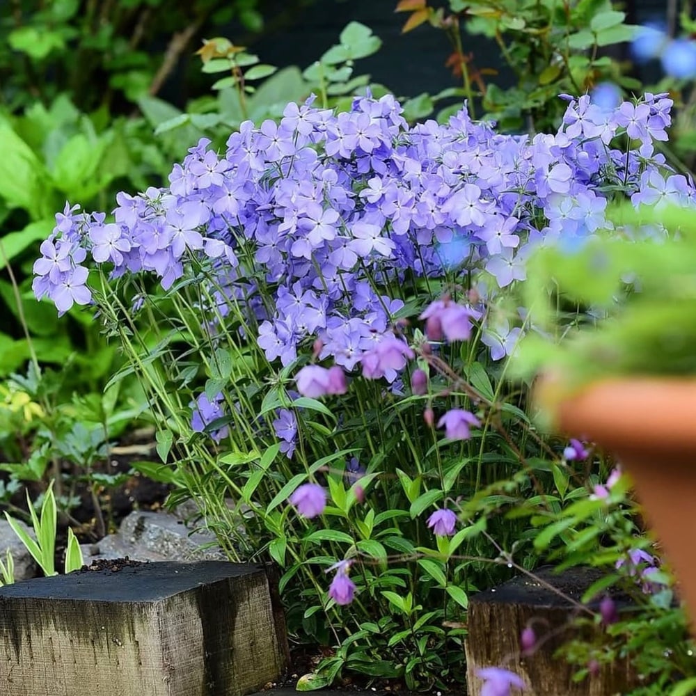 wild blue phlox