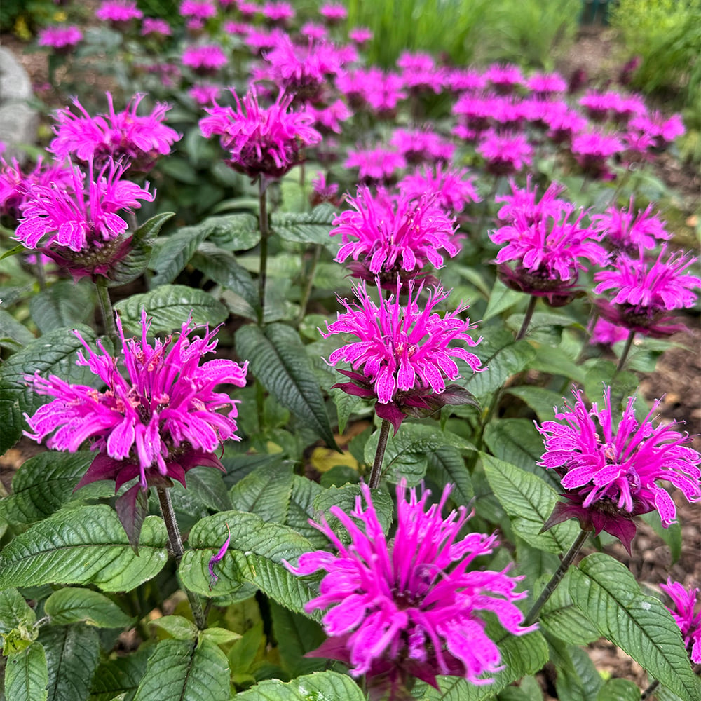 bee balm (Monarda)