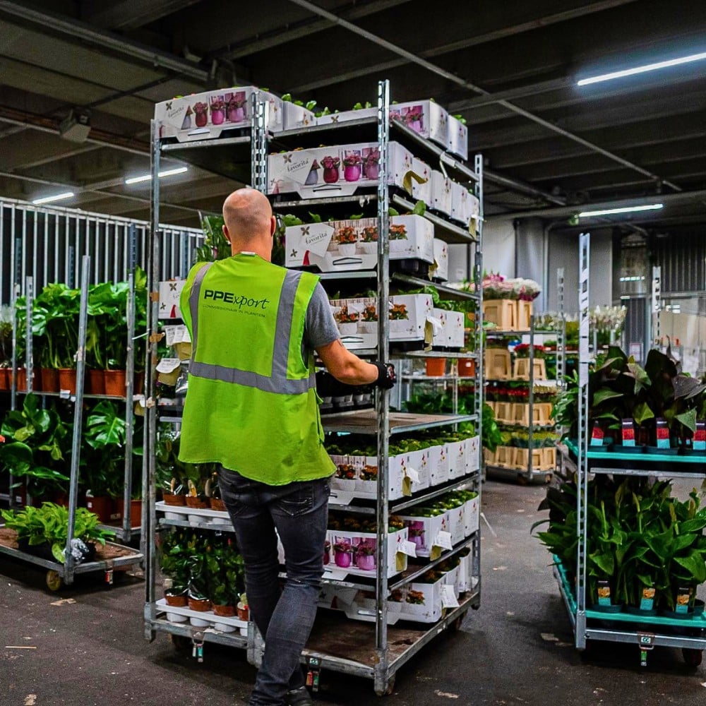 Air Freight vs. Sea Freight &ndash; Diversifying Cold Chain Logistics for Profitable Sustainability