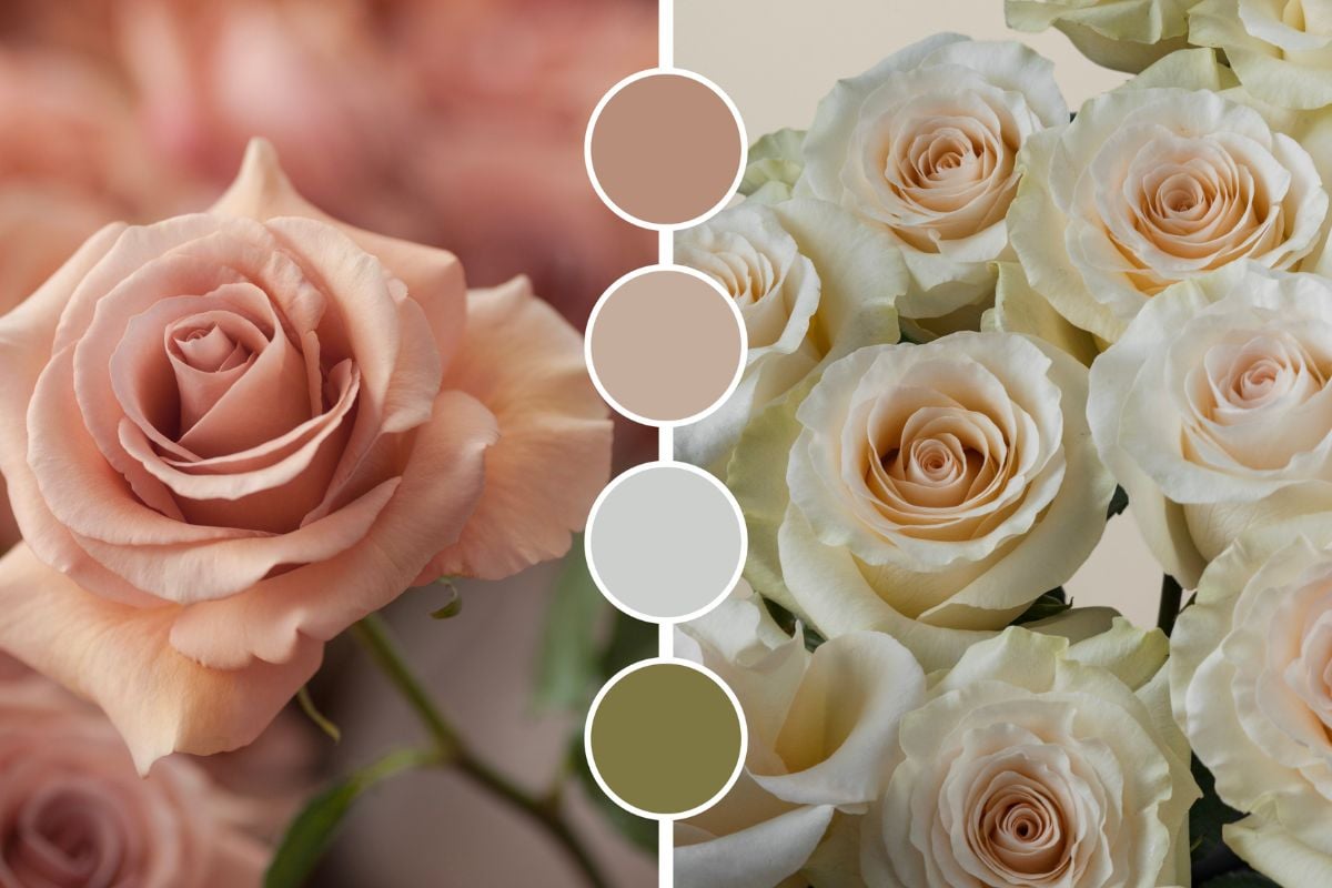 Sienna and Cream color palette