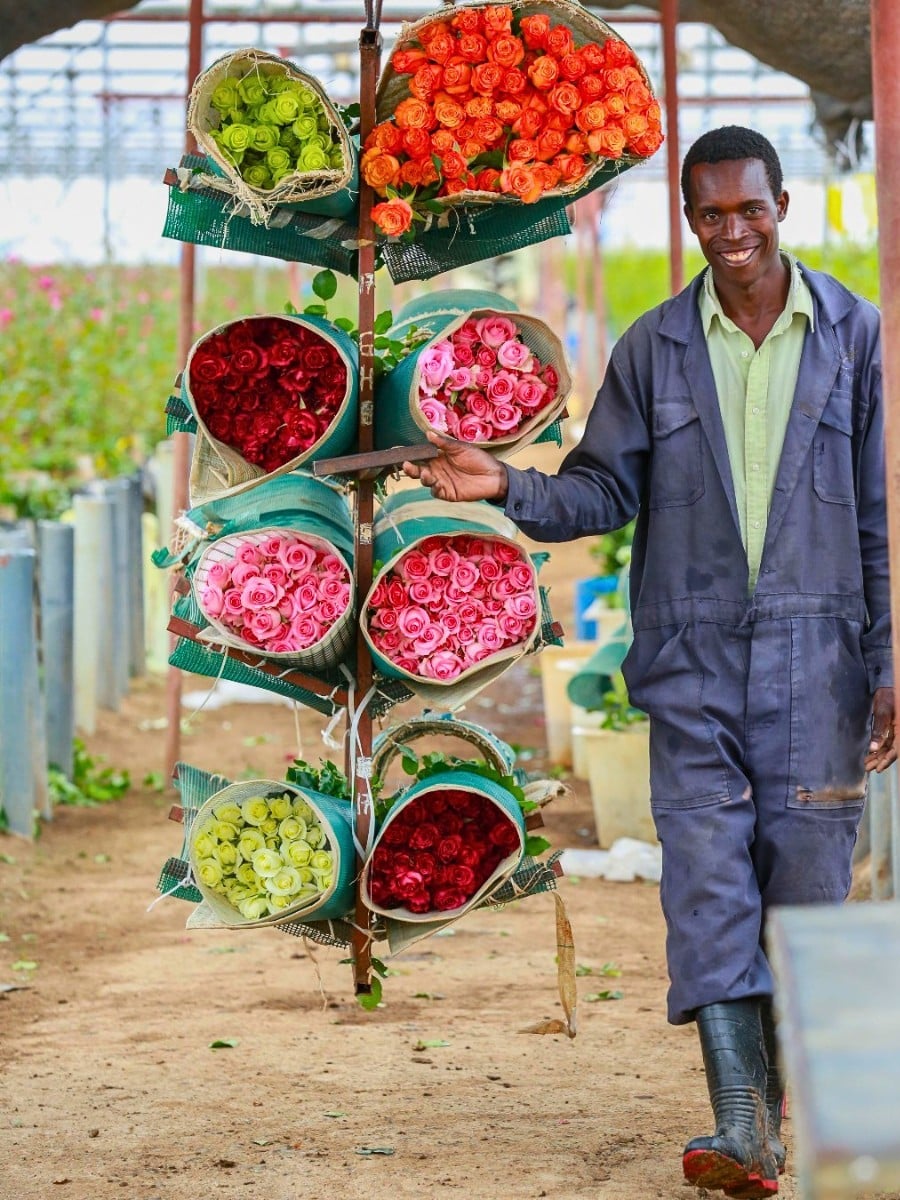 Air Freight vs. Sea Freight &ndash; Diversifying Cold Chain Logistics for Profitable Sustainability