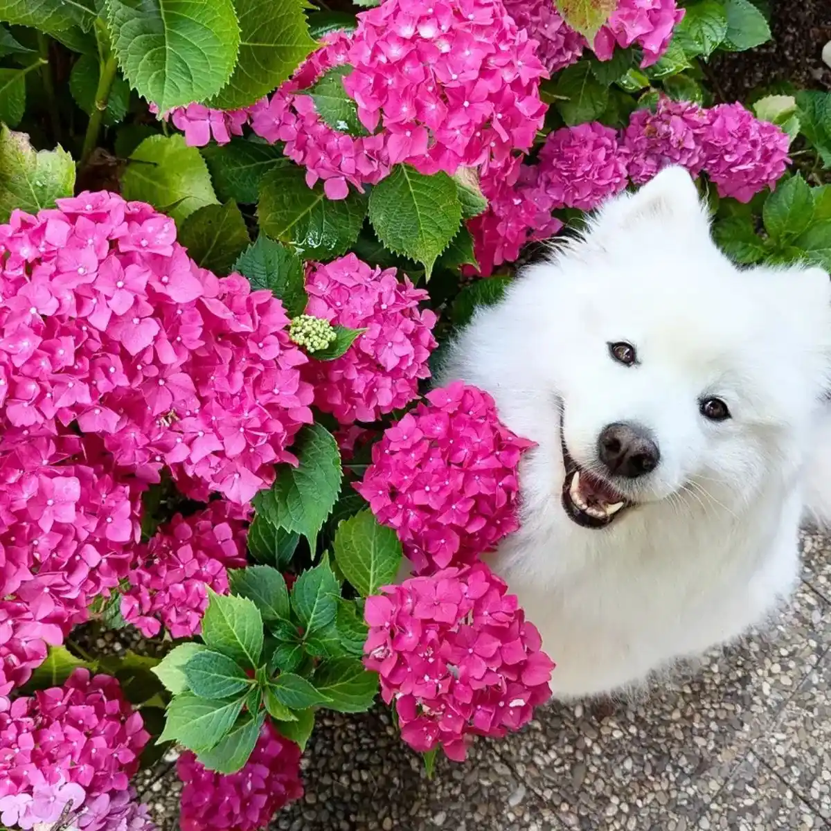Dog in between Hydrangeas