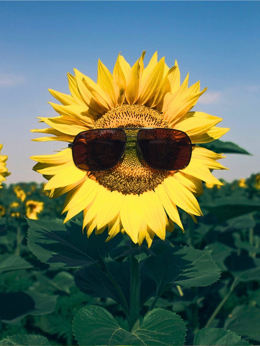 Why Are Sunflowers Associated With Happiness?
