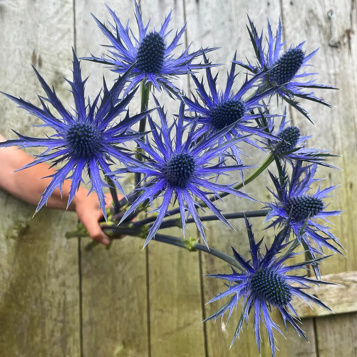 The Sea Holly – All You’d Want to Know About This Spectacular Perennial