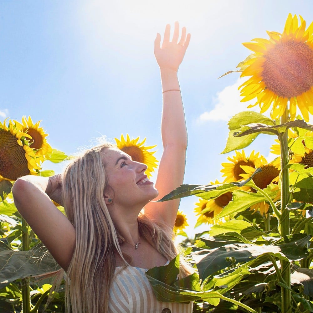 Why Are Sunflowers Associated With Happiness?