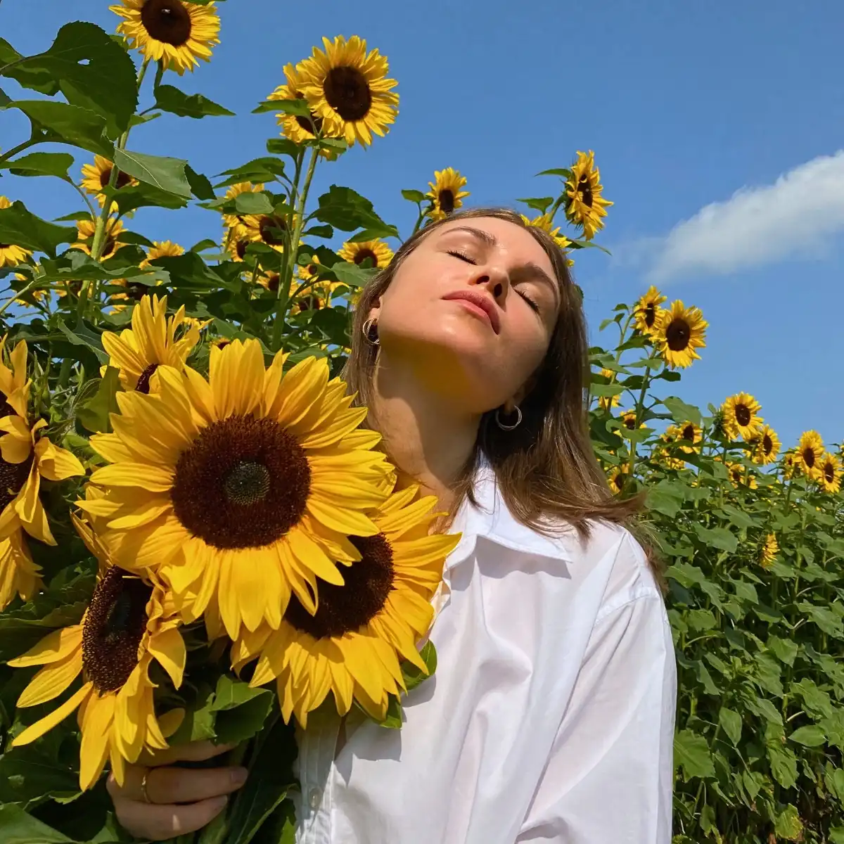 Why Are Sunflowers Associated With Happiness?