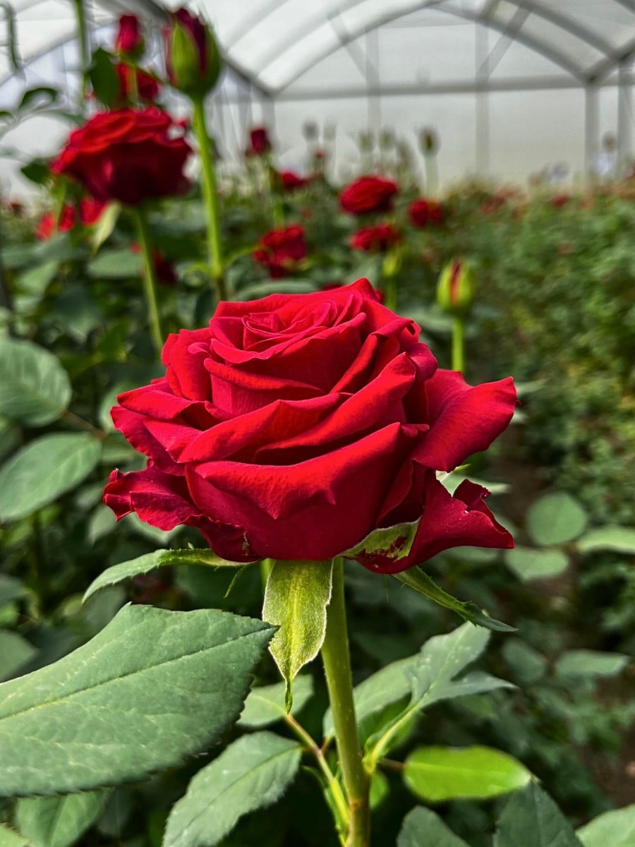 Breeder United Selection&rsquo;s Rose Red Love Is the Premium Red Rose You Need for the Wedding Season, Valentine&rsquo;s Day, Mother&rsquo;s Day and Other Celebrations
