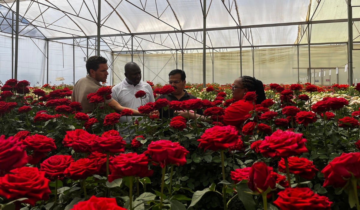 Breeder United Selection&rsquo;s Rose Red Love Is the Premium Red Rose You Need for the Wedding Season, Valentine&rsquo;s Day, Mother&rsquo;s Day and Other Celebrations