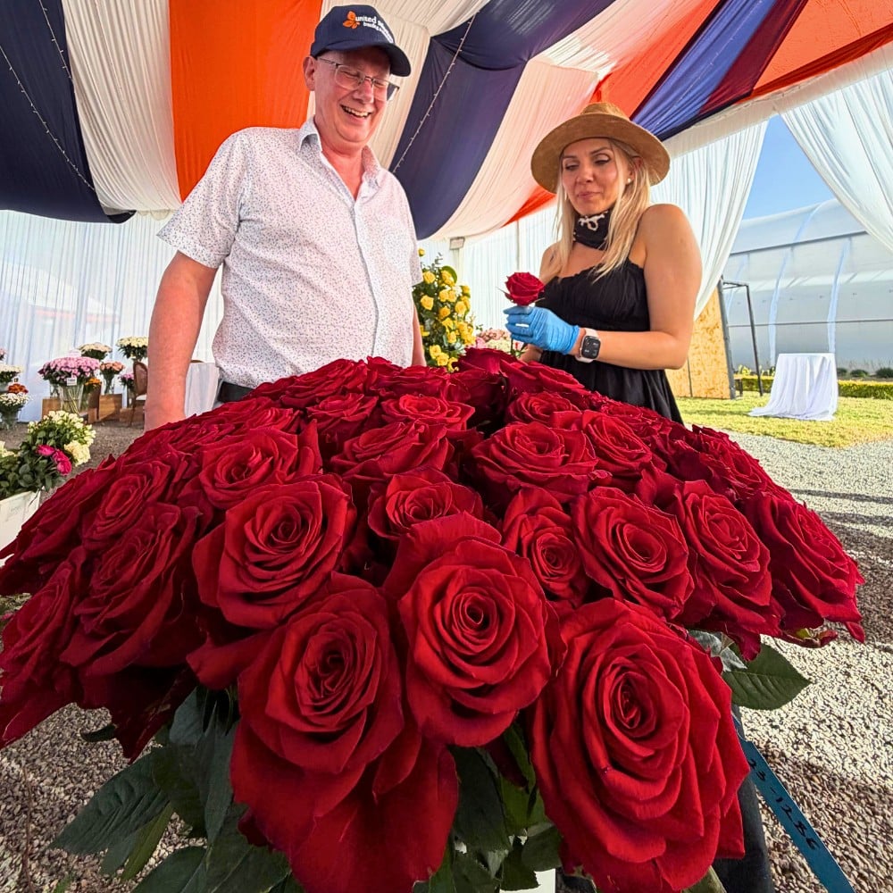 Breeder United Selection&rsquo;s Rose Red Love Is the Premium Red Rose You Need for the Wedding Season, Valentine&rsquo;s Day, Mother&rsquo;s Day and Other Celebrations