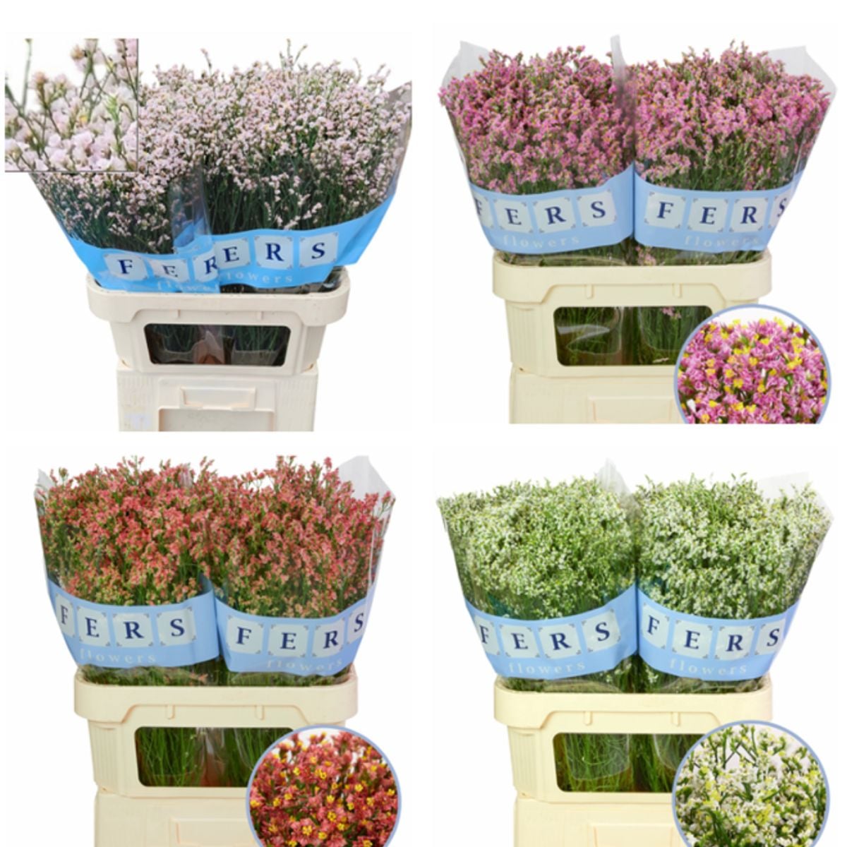 Limonium Sinense by Fers Flowers Limonium Sinense by Fers Flowers