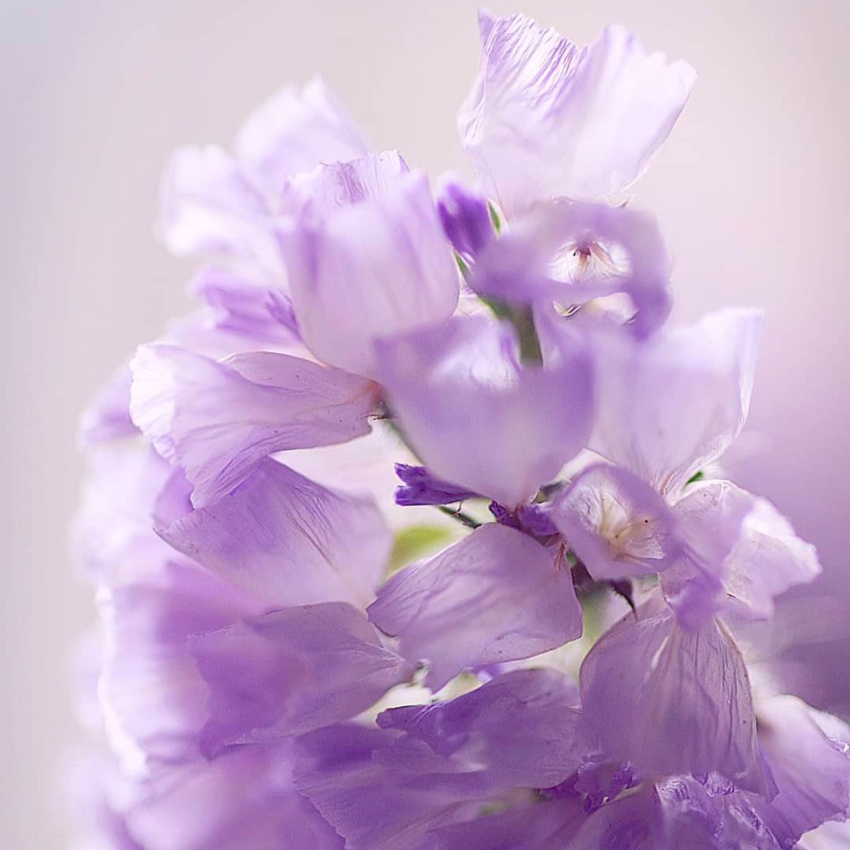 Limonium sinense by sorelcamelia