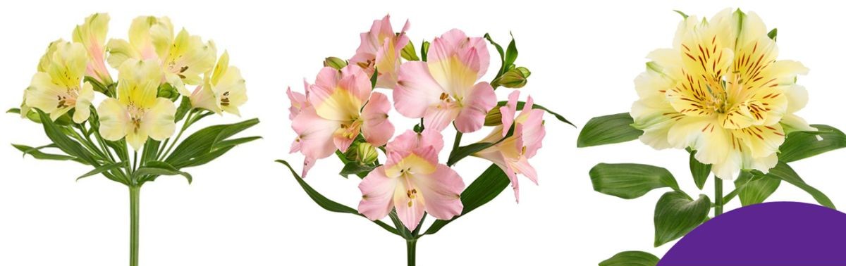 Alstroemeria by H.M. Tesselaar 