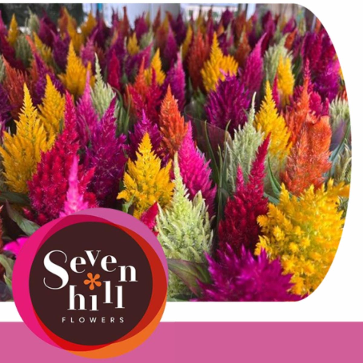 Various Celosia Plumosa Sunday by Sevenhill Flowers Various Celosia Plumosa Sunday by Sevenhill Flowers
